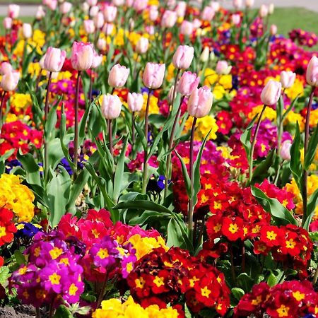 Gabala Garden Hostel Екстер'єр фото
