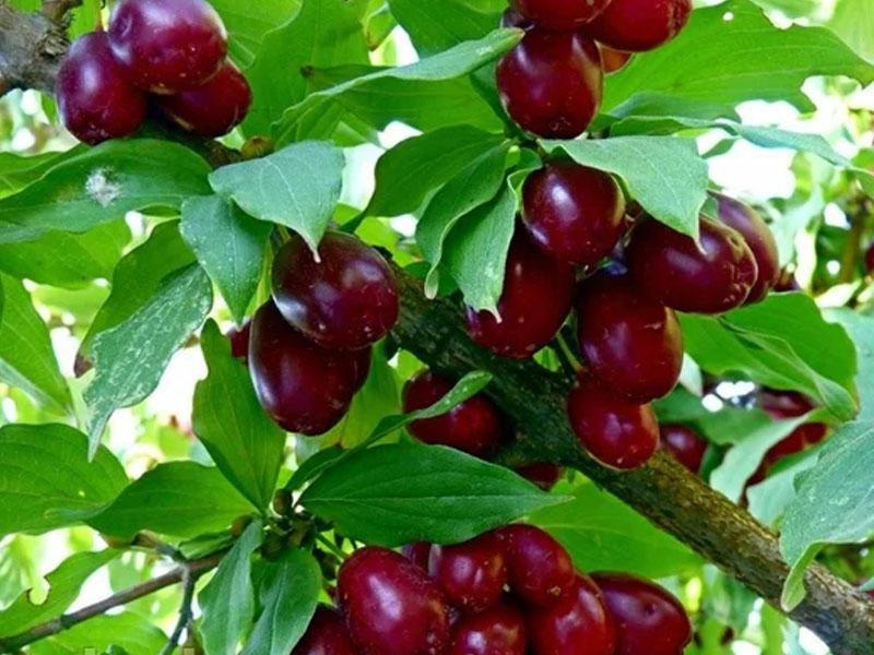 Gabala Garden Hostel Екстер'єр фото